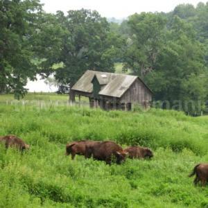 Dragos Voda Bison Nature Reserve